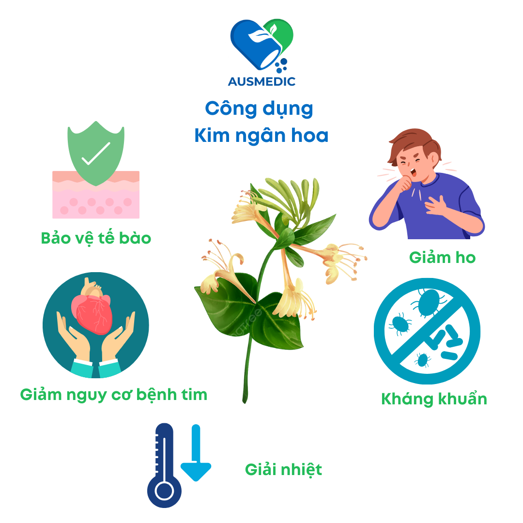 Kim ngân hoa - Vị thuốc Đông y cho sức khoẻ