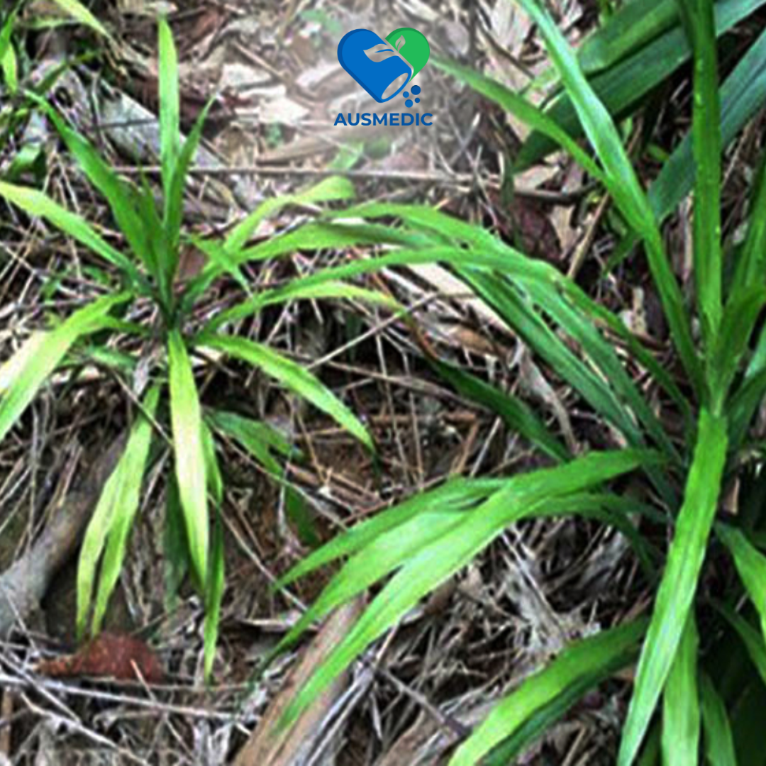 Cao Sâm Cau giúp cải thiện sinh lý nam