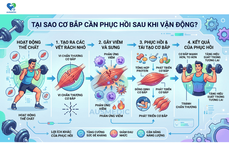 Chọn Viên Uống Phục Hồi Cơ Bắp An Toàn, Hiệu Quả Cao