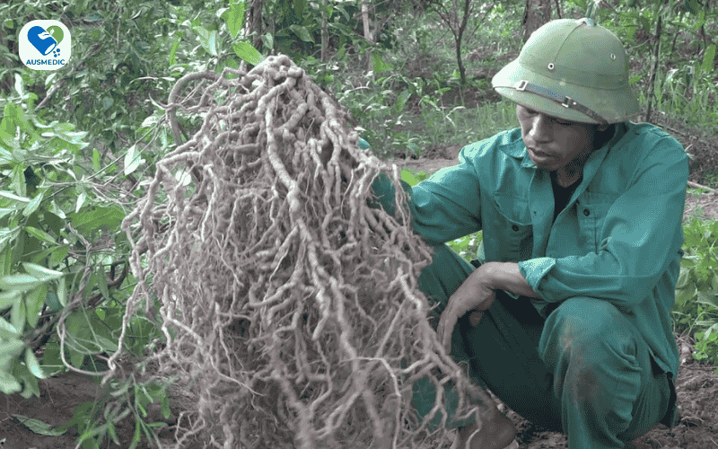 Công Dụng Của Ba Kích: Lợi Ích Sức Khỏe Và Lưu Ý