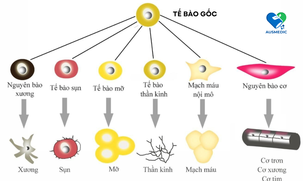 Tế Bào Gốc Trẻ Hóa Da - Vũ Khí Bí Mật Cho Làn Da Tươi Trẻ