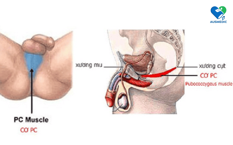 Khám Phá Cơ PC: Tại Sao Nó Quan Trọng Cho Nam Giới?