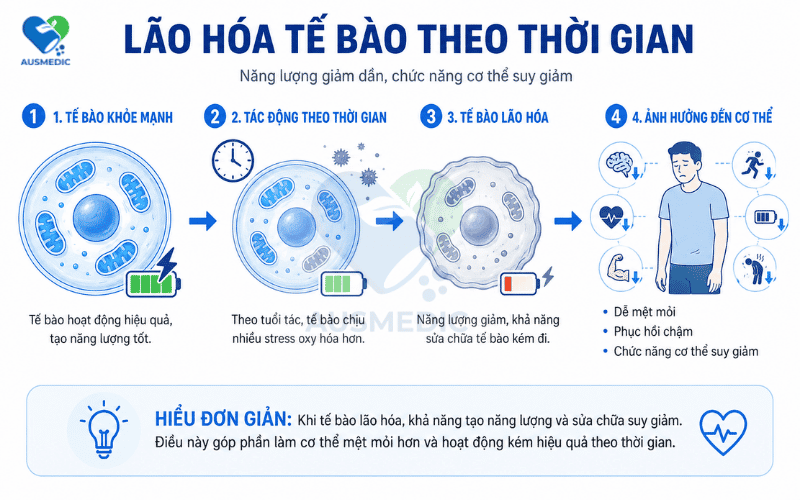 NMN CHỐNG LÃO HÓA: KHI TUỔI TRẺ KHÔNG CHỈ ĐƯỢC NHÌN QUA MỘT NẾP NHĂN