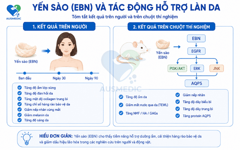 Nghiên Cứu 2026: Yến Sào Giúp Tăng Độ Ẩm Da Sau 90 Ngày Như Thế Nào?