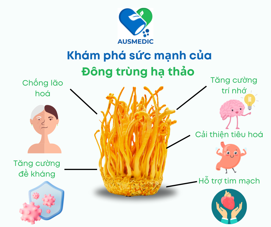 Đông trùng hạ thảo - Thần dược từ thiên nhiên