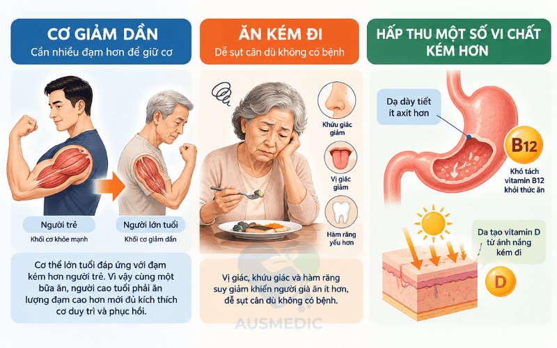 Dinh Dưỡng Cho Người Cao Tuổi: Ăn Gì, Ăn Bao Nhiêu Mỗi Ngày?