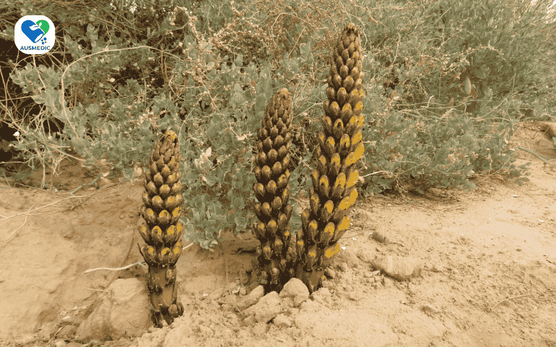 Nhục Thung Dung Có Tác Dụng Gì? Công Dụng Và Cách Dùng Hiệu Quả