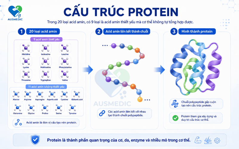 Protein Là Gì? Cấu Trúc, Vai Trò Và Cách Bổ Sung Đúng Cách