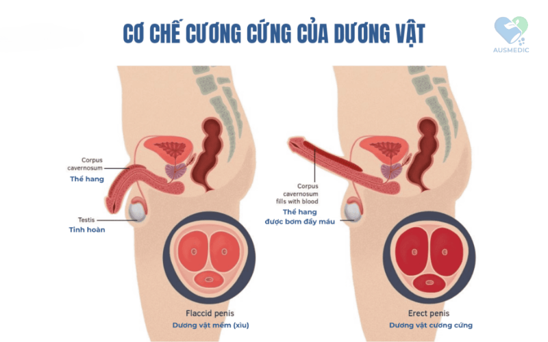 Hiện tượng cương dương khi ngủ: Một cái nhìn tổng quát