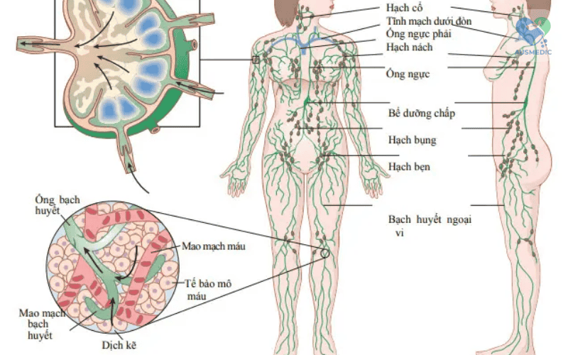 Cơ Chế Miễn Dịch: Nguyên Tắc và Vai Trò Trong Sức Khỏe