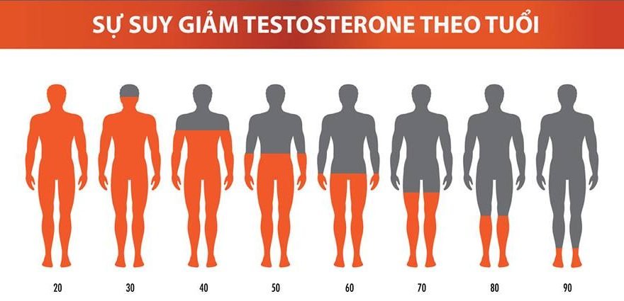 Testosterone: Tại sao hormone này quyết định phong độ phái mạnh?