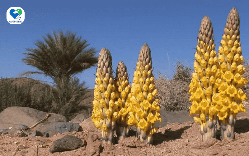 Top 8 Thảo Dược Tăng Cường Sinh Lý Nam Giới Từ Thiên Nhiên