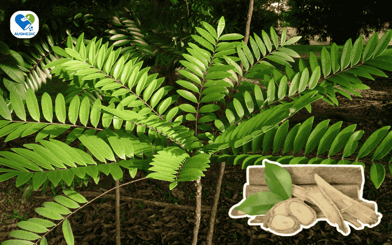 Top 8 Thảo Dược Tăng Cường Sinh Lý Nam Giới Từ Thiên Nhiên