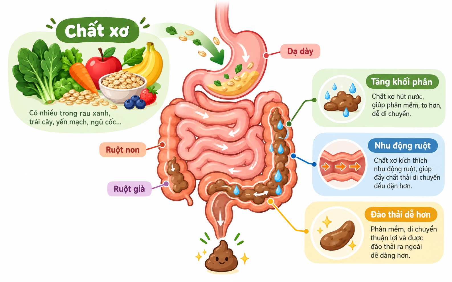 Chất Xơ Là Gì? Phân Loại, Lợi Ích Và Cách Bổ Sung Mỗi Ngày
