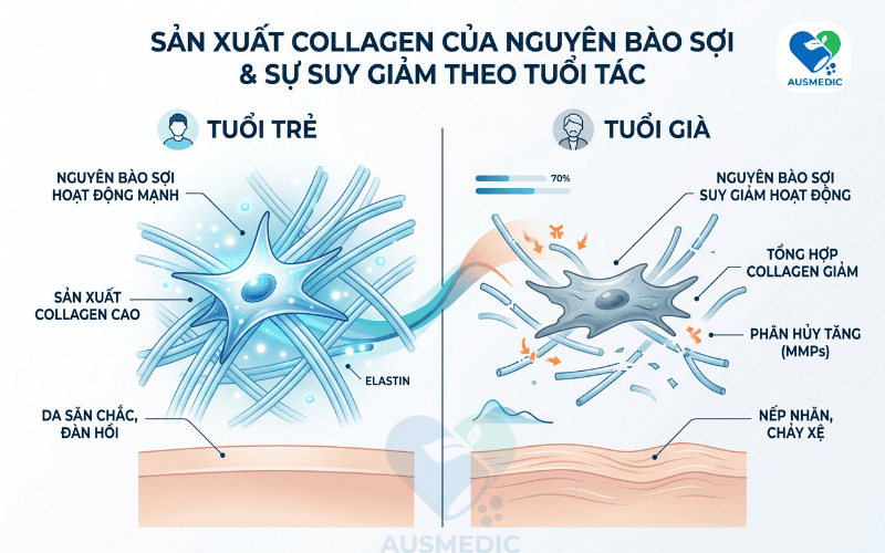 Collagen Suy Giảm Theo Tuổi: Tốc Độ Thực Sự Và Cách Bù Đắp Đúng Khoa Học