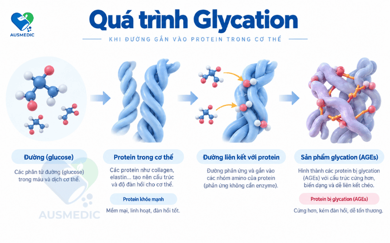 Glycation xảy ra khi đường liên kết với các protein trong cơ thể