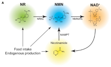 NMN (Nicotinamide mononucleotide) - Hỗ trợ hạn chế lão hoá