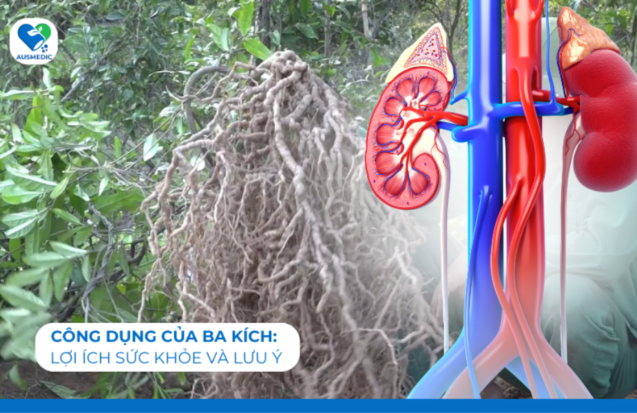 Công Dụng Của Ba Kích: Lợi Ích Sức Khỏe Và Lưu Ý