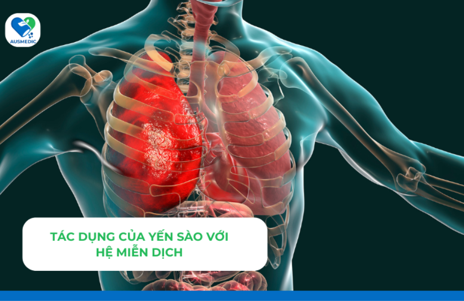 Tác dụng của yến sào với hệ miễn dịch