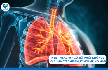 Nest Healthy có bổ phổi không? Giải mã cơ chế phục hồi hệ hô hấp